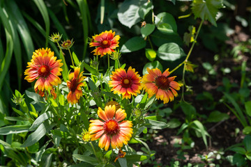 Beautiful orange garden flowers. Flowering in the Park, in the garden of lilies and Cynia.