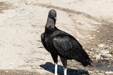 Black Vulture (Coragyps atratus) on the ground in Brazil