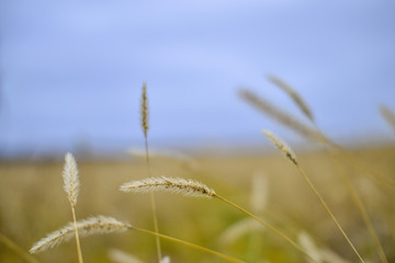 A beautiful landscape of a wheat field in the countryside