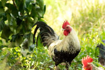 Bantam rooster in nature garden