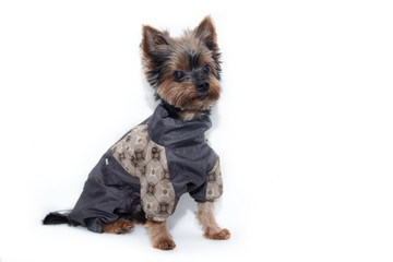 Yorkshire terrier dog in a suit on a white background. Little dog isolated on a white background. Sheared dog. A pet.