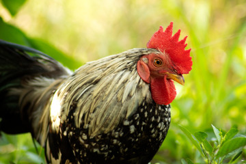 Bantam rooster in nature garden