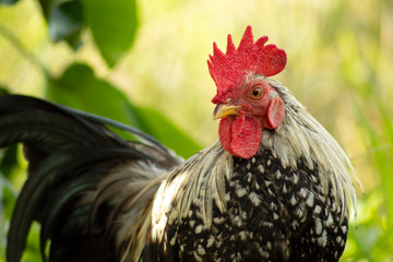 Bantam rooster in nature garden