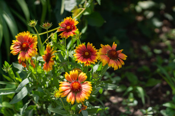 Beautiful orange garden flowers. Flowering in the Park, in the garden of lilies and Cynia.
