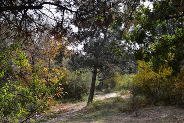 impenetrable thickets in a pine forest