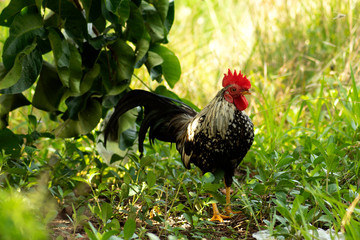  Bantam rooster in nature garden