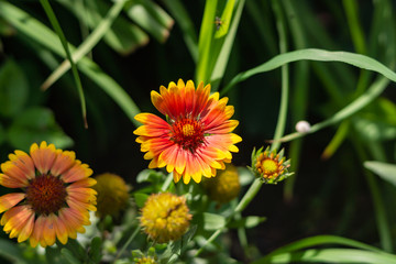 Beautiful orange garden flowers. Flowering in the Park, in the garden of lilies and Cynia.