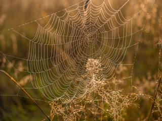 Sunny summer morning. Spider web with dew drops. Morning revitalization of nature.