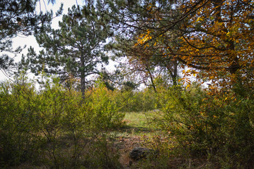 impenetrable thickets in a pine forest