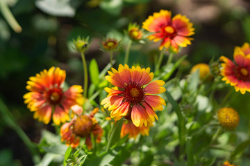 Beautiful orange garden flowers. Flowering in the Park, in the garden of lilies and Cynia.