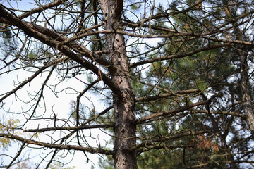 impenetrable thickets in a pine forest