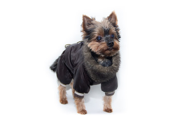 Yorkshire terrier dog in a suit on a white background. Little dog isolated on a white background. Sheared dog. A pet.