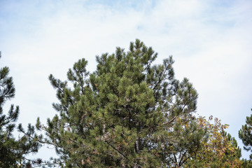 impenetrable thickets in a pine forest
