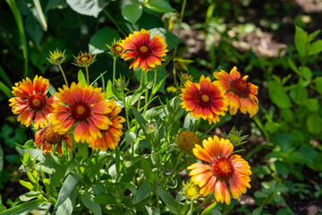 Beautiful orange garden flowers. Flowering in the Park, in the garden of lilies and Cynia.