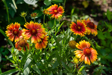 Beautiful orange garden flowers. Flowering in the Park, in the garden of lilies and Cynia.