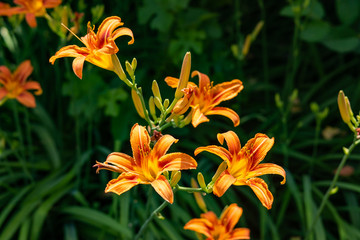 Beautiful orange garden flowers. Flowering in the Park, in the garden of lilies and Cynia.