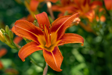 Fototapeta premium Beautiful orange garden flowers. Flowering in the Park, in the garden of lilies and Cynia.