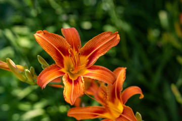 Beautiful orange garden flowers. Flowering in the Park, in the garden of lilies and Cynia.