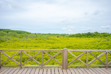 Fototapeta na wymiar mangrove forest (Ceriops decandra) Also known as the Golden Meadow Prong destinations of Rayong, Thailand is a natural shoreline.
