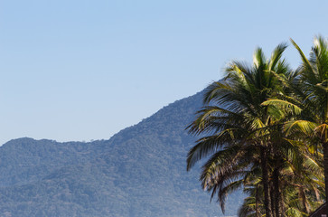 Coconut tree and mountain landscape in Peruibe, Brazil