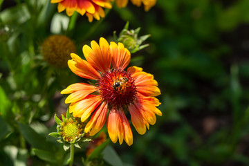 Beautiful orange garden flowers. Flowering in the Park, in the garden of lilies and Cynia.
