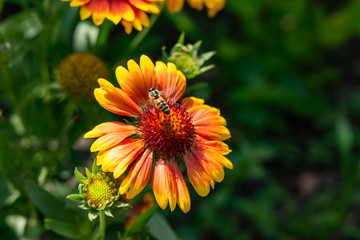 Beautiful orange garden flowers. Flowering in the Park, in the garden of lilies and Cynia.