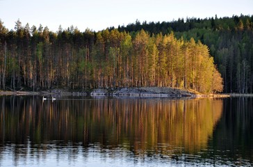 Spring or autumn on the lake with mirror water and couple Swan bird in the forest.