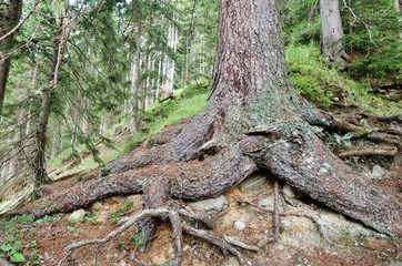 Bergwald