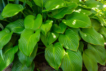 Leaves of an unblown white lily. Leaves of a garden white Lily.