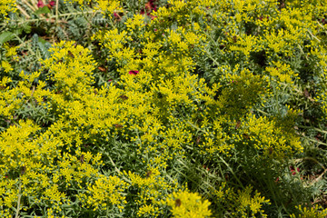 Obraz premium field of dandelions