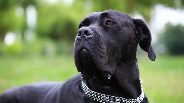 Portrait of a beautiful dog Cane Corso looking seriously at the camera. close-up. dog girl cane corso in the field
