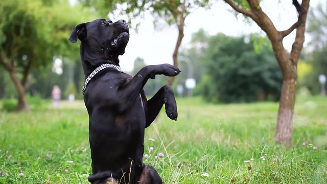 Black Cane Corso in the field executes the command of the host. Cane Corso stands on its hind legs