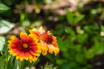 Beautiful orange garden flowers. Flowering in the Park, in the garden of lilies and Cynia.