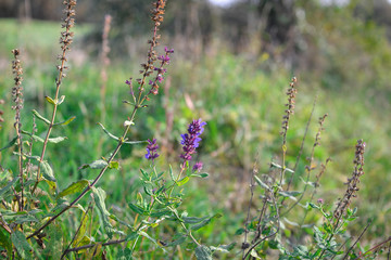 beautiful wildflowers in the garden