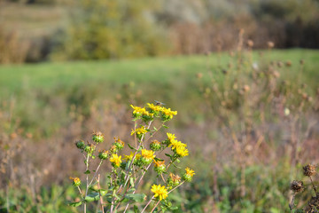 beautiful wildflowers in the garden