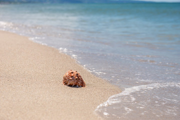 砂浜と貝殻