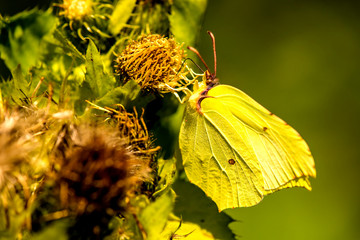 brimstone butterfly on a thistle flower