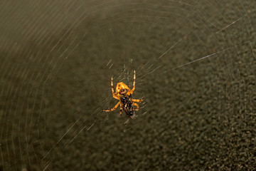 garden spider with caught fly