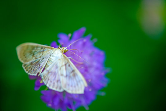  the mother of pearl moth on a field scabious