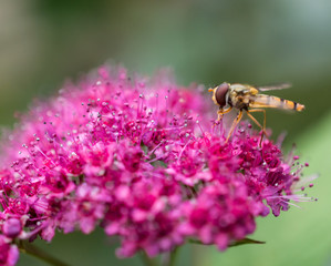 Close-up of marmalade hoverfly (female, Syrphidae - episyrphus balteatus) on the pink flowers of the Japanese spiraea (Spiraea japonica)