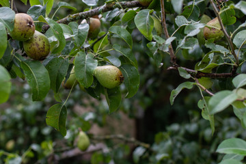 Branch with green ripening pears in the garden