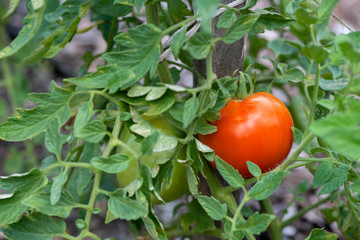 Ripe Red Beefsteak Tomato on the Vine - 283743558