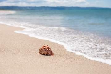 砂浜と貝殻