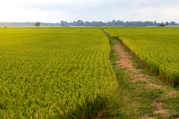 Fototapeta na wymiar Scenery of rice fields and mound grooves.