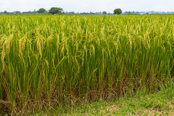 Close-up view of rice grains and grass.