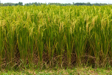 Close-up view of rice grains and grass.