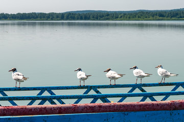 seagulls are sitting on pier on shore of large lake