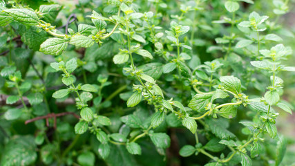 Lemon balm or Mentha, balm mint bush with flowers, aromatic perennial herbs