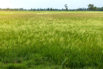 Fototapeta premium Many weeds background covering rice fields.