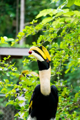 hornbill in wild life breeding station.